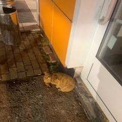 Подробнее об объявлении «Найден кот рыжий Домодедово» Фото: найдена кошка  «Найден кот рыжий Домодедово» в г. Домодедово