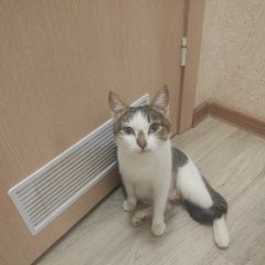 Картинка найдена кошка В городе Пермь замечена кисонька. Пермь