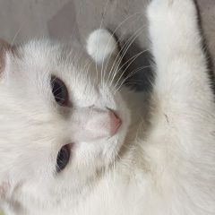 Подробнее об объявлении «Донецк (ДНР) Найден кот ищет хозяина или новый дом» Фото: найдена кошка  «Донецк (ДНР) Найден кот ищет хозяина или новый дом» в г. Донецк (ДНР)