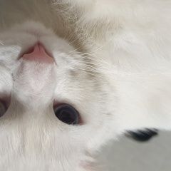 Подробнее об объявлении «Донецк (ДНР) Найден кот на донецком море» Фото: найдена кошка  «Донецк (ДНР) Найден кот на донецком море» в г. Донецк (ДНР)