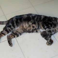 Подробнее об объявлении «Найден кот домашний Благовещенск (Амурская обл.)» Фото: найдена кошка  «Найден кот домашний Благовещенск (Амурская обл.)» в г. Благовещенск (Амурская обл.)