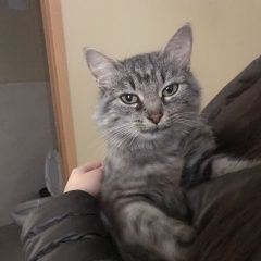 Подробнее об объявлении «Москва Найдена кошка» Фото: найдена кошка  «Москва Найдена кошка» в г. Москва