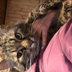 Подробнее об объявлении «Найден кот Гатчина» Фото: найдена кошка  «Найден кот Гатчина» в г. Гатчина