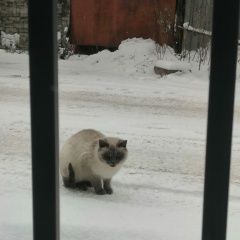 Подробнее об объявлении «Найдена кошка Видное» Фото: найдена кошка Сиамская кошка «Найдена кошка Видное» в г. Видное