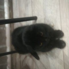 Подробнее об объявлении «Найдена кошка. Мишкино» Фото: найдена кошка  «Найдена кошка. Мишкино» в г. Мишкино