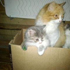 Подробнее об объявлении «Найдена кошка Кострома» Фото: найдена кошка  «Найдена кошка Кострома» в г. Кострома