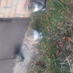 Подробнее об объявлении «Найдена кошка котята Красноармейск (Московская обл.)» Фото: найдена кошка  «Найдена кошка котята Красноармейск (Московская...» в г. Красноармейск (Московская обл.)