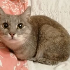 Подробнее об объявлении «Найдена кошка ул. багрицкого Москва» Фото: найдена кошка  «Найдена кошка ул. багрицкого Москва» в г. Москва