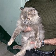 Подробнее об объявлении «Липецк Найдена кошка» Фото: найдена кошка  «Липецк Найдена кошка» в г. Липецк
