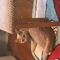 Картинка найдена кошка В городе Кириши замечен котик. Кириши