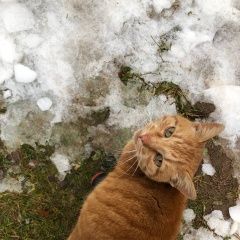 Подробнее об объявлении «Найден кот Малоярославец» Фото: найдена кошка  «Найден кот Малоярославец» в г. Малоярославец