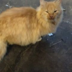 Подробнее об объявлении «Найдена кошка кот рыжий Истра» Фото: найдена кошка  «Найдена кошка кот рыжий Истра» в г. Истра
