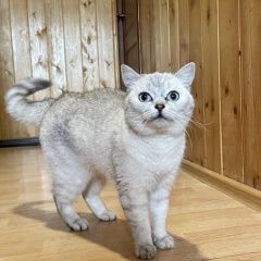 Подробнее об объявлении «Найдена кошка или кот Москва» Фото: найдена кошка  «Найдена кошка или кот Москва» в г. Москва