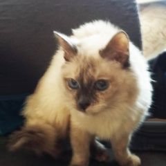 Картинка найдена кошка В городе Домодедово обнаружена кисуля. Домодедово