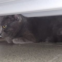 Подробнее об объявлении «Найдена кошка забежала в магазин-всех боиться Адлер» Фото: найдена кошка Британская короткошерстная кошка «Найдена кошка забежала в магазин-всех боиться...» в г. Адлер