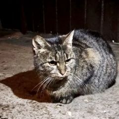 Подробнее об объявлении «Найдена кошка или кот Москва» Фото: найдена кошка  «Найдена кошка или кот Москва» в г. Москва