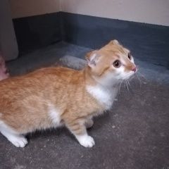 Подробнее об объявлении «Санкт-Петербург Найден кот рыжий кот» Фото: найдена кошка  «Санкт-Петербург Найден кот рыжий кот» в г. Санкт-Петербург