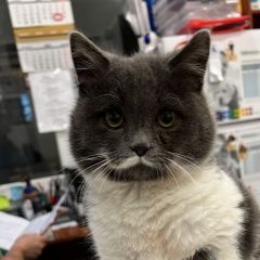 Подробнее об объявлении «Найдена кошка в районе царского села кот Краснодар» Фото: найдена кошка  «Найдена кошка в районе царского села кот Краснодар» в г. Краснодар