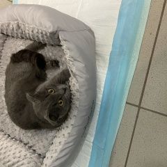 Подробнее об объявлении «Найдена кошка шотландская вислоухая Ставрополь» Фото: найдена кошка  «Найдена кошка шотландская вислоухая Ставрополь» в г. Ставрополь