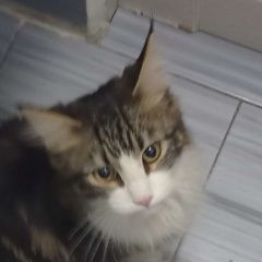 Подробнее об объявлении «Найдена кошка Караганда» Фото: найдена кошка  «Найдена кошка Караганда» в г. Караганда