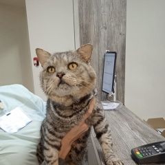 Подробнее об объявлении «Найден кот в добрые руки Липецк» Фото: найдена кошка Британская короткошерстная кошка «Найден кот в добрые руки Липецк» в г. Липецк