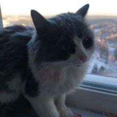 Картинка найдена кошка В городе Екатеринбург замечена киска. Екатеринбург