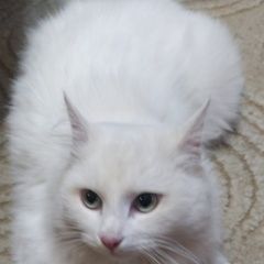 Картинка найдена кошка В городе Саратов обнаружилась киса. Саратов