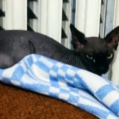 Подробнее об объявлении «Найдена кошка породы канадский сфинкс Краснодар» Фото: найдена кошка Канадский сфинкс «Найдена кошка породы канадский сфинкс Краснодар» в г. Краснодар