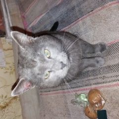 Картинка найдена кошка В городе Екатеринбург обнаружен котэ. Екатеринбург