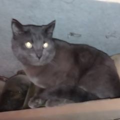 Подробнее об объявлении «Найдена кошка Медведево» Фото: найдена кошка  «Найдена кошка Медведево» в г. Медведево