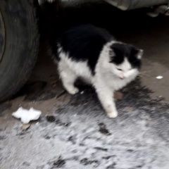 Подробнее об объявлении «Найдена кошка -подросток Москва» Фото: найдена кошка  «Найдена кошка -подросток Москва» в г. Москва