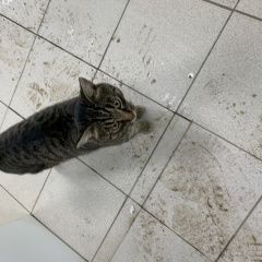 Подробнее об объявлении «Найден кот Истра» Фото: найдена кошка  «Найден кот Истра» в г. Истра