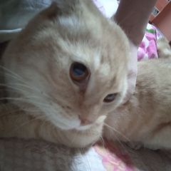 Подробнее об объявлении «Найден кот Ярославль» Фото: найдена кошка  «Найден кот Ярославль» в г. Ярославль