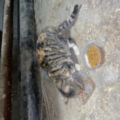 Подробнее об объявлении «Санкт-Петербург Найдена кошка трехцветная кошка» Фото: найдена кошка  «Санкт-Петербург Найдена кошка трехцветная кошка» в г. Санкт-Петербург