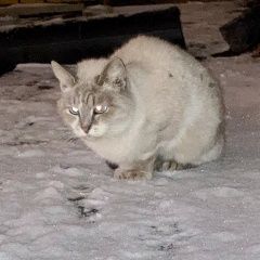 Подробнее об объявлении «Найдена кошка тайский кот Москва» Фото: найдена кошка Тайская кошка «Найдена кошка тайский кот Москва» в г. Москва