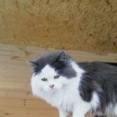 Подробнее об объявлении «Верхняя Пышма Найден кот ик» Фото: найдена кошка  «Верхняя Пышма Найден кот ик» в г. Верхняя Пышма