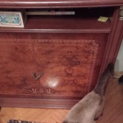 Подробнее об объявлении «Хабаровск Найден кот или сеамский или тайский ухоженный ж» Фото: найдена кошка  «Хабаровск Найден кот или сеамский или тайский...» в г. Хабаровск