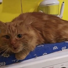 Подробнее об объявлении «Найдена кошка Москва» Фото: найдена кошка  «Найдена кошка Москва» в г. Москва