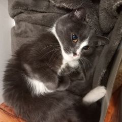 Подробнее об объявлении «Санкт-Петербург Найдена кошка домашний котенок девочка посёлок им.тел» Фото: найдена кошка Русская голубая кошка «Санкт-Петербург Найдена кошка домашний котенок...» в г. Санкт-Петербург