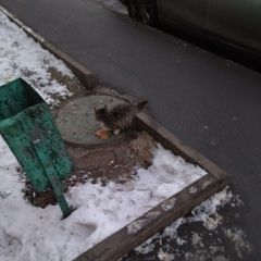 Подробнее об объявлении «Найдена кошка Москва» Фото: найдена кошка  «Найдена кошка Москва» в г. Москва