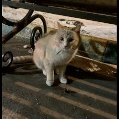 Подробнее об объявлении «Найдена кошка рыжий кот Москва» Фото: найдена кошка  «Найдена кошка рыжий кот Москва» в г. Москва