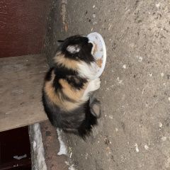 Подробнее об объявлении «Найдена кошка алексеевская Москва» Фото: найдена кошка  «Найдена кошка алексеевская Москва» в г. Москва