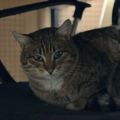 Подробнее об объявлении «Найден кот Москва» Фото: найдена кошка Европейская короткошерстная «Найден кот Москва» в г. Москва