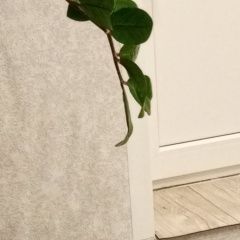 Подробнее об объявлении «Найден кот ик. добрый, ручной. Оренбург» Фото: найдена кошка  «Найден кот ик. добрый, ручной. Оренбург» в г. Оренбург