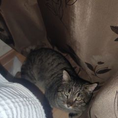 Подробнее об объявлении «Найден кот мощный и ласковый Ивантеевка (Московская обл.)» Фото: найдена кошка  «Найден кот мощный и ласковый Ивантеевка...» в г. Ивантеевка (Московская обл.)