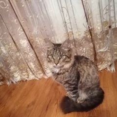 Подробнее об объявлении «Найден кот чья потеряшка? Солнечногорск» Фото: найдена кошка  «Найден кот чья потеряшка? Солнечногорск» в г. Солнечногорск