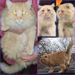 Подробнее об объявлении «Найден кот Симферополь» Фото: найдена кошка  «Найден кот Симферополь» в г. Симферополь