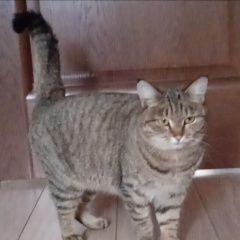 Подробнее об объявлении «Найдена кошка очень скучает по хозяевам Шелехов» Фото: найдена кошка  «Найдена кошка очень скучает по хозяевам Шелехов» в г. Шелехов