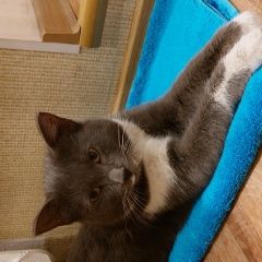 Подробнее об объявлении «Найден кот молодой серый кот Благовещенск (Амурская обл.)» Фото: найдена кошка  «Найден кот молодой серый кот Благовещенск...» в г. Благовещенск (Амурская обл.)