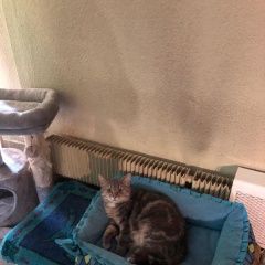 Подробнее об объявлении «Найдена кошка в лесу недалеко от бабаево Руза» Фото: найдена кошка  «Найдена кошка в лесу недалеко от бабаево Руза» в г. Руза